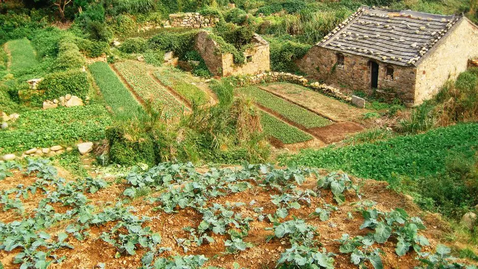Agriculture