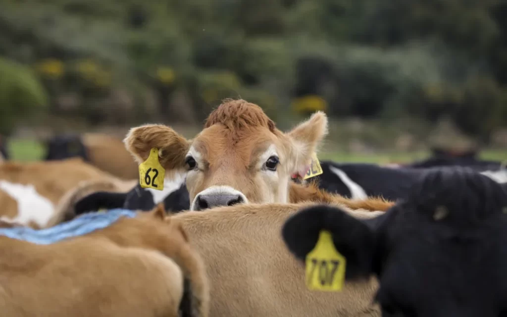 livestock